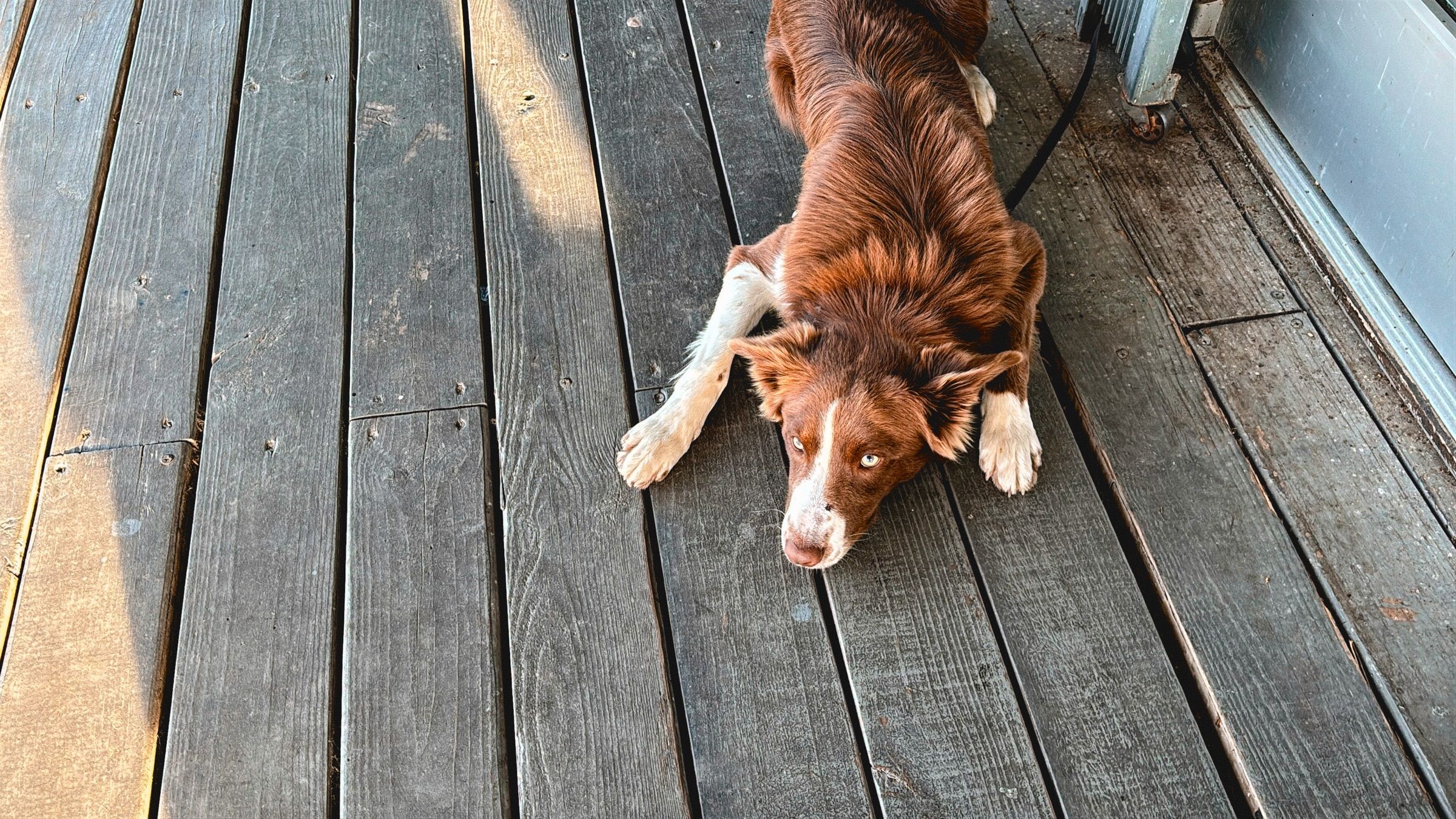A dog stretched out on sunny deck boards