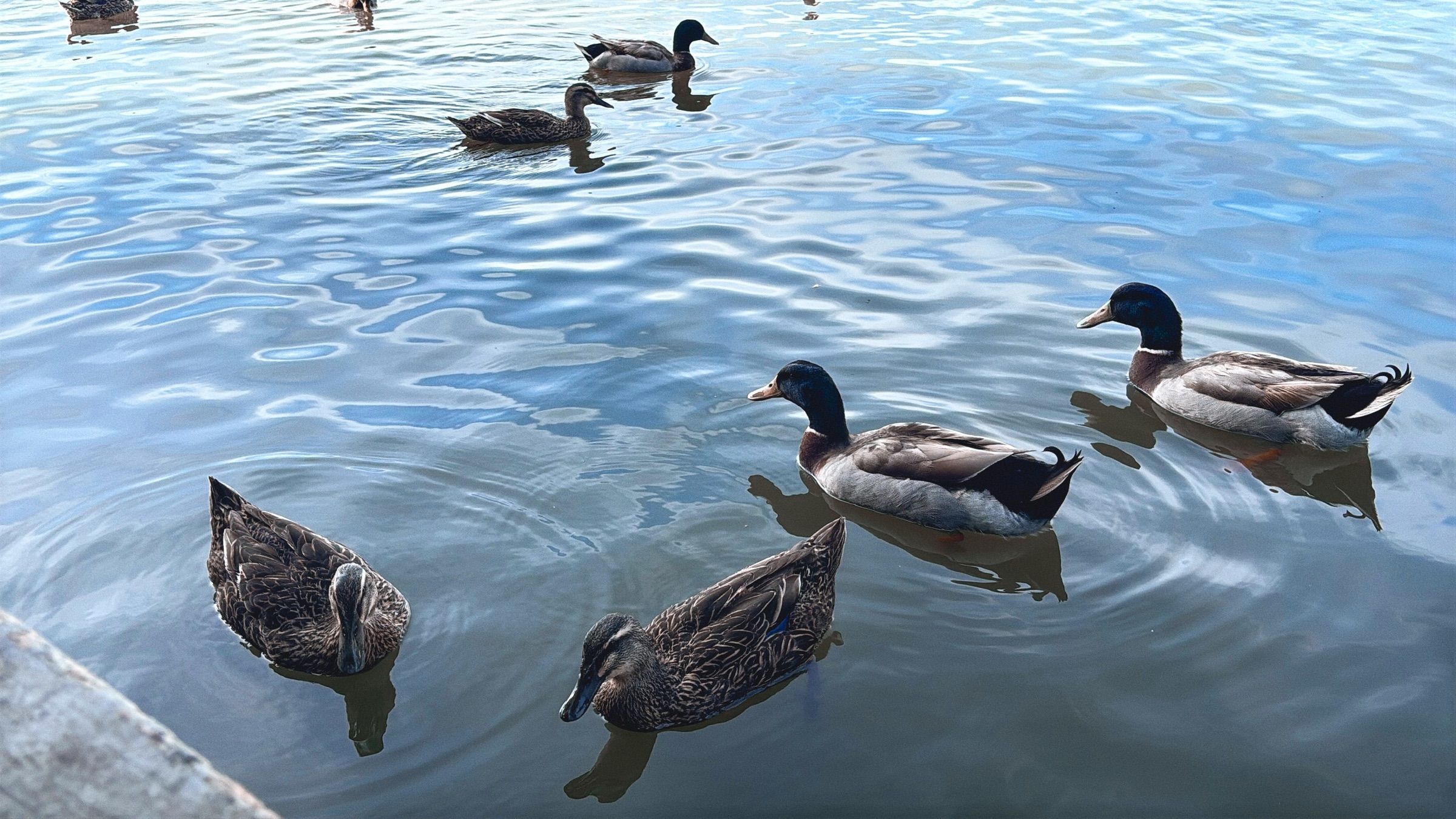 Ducks floating on clear blue water at Lake Somerville
