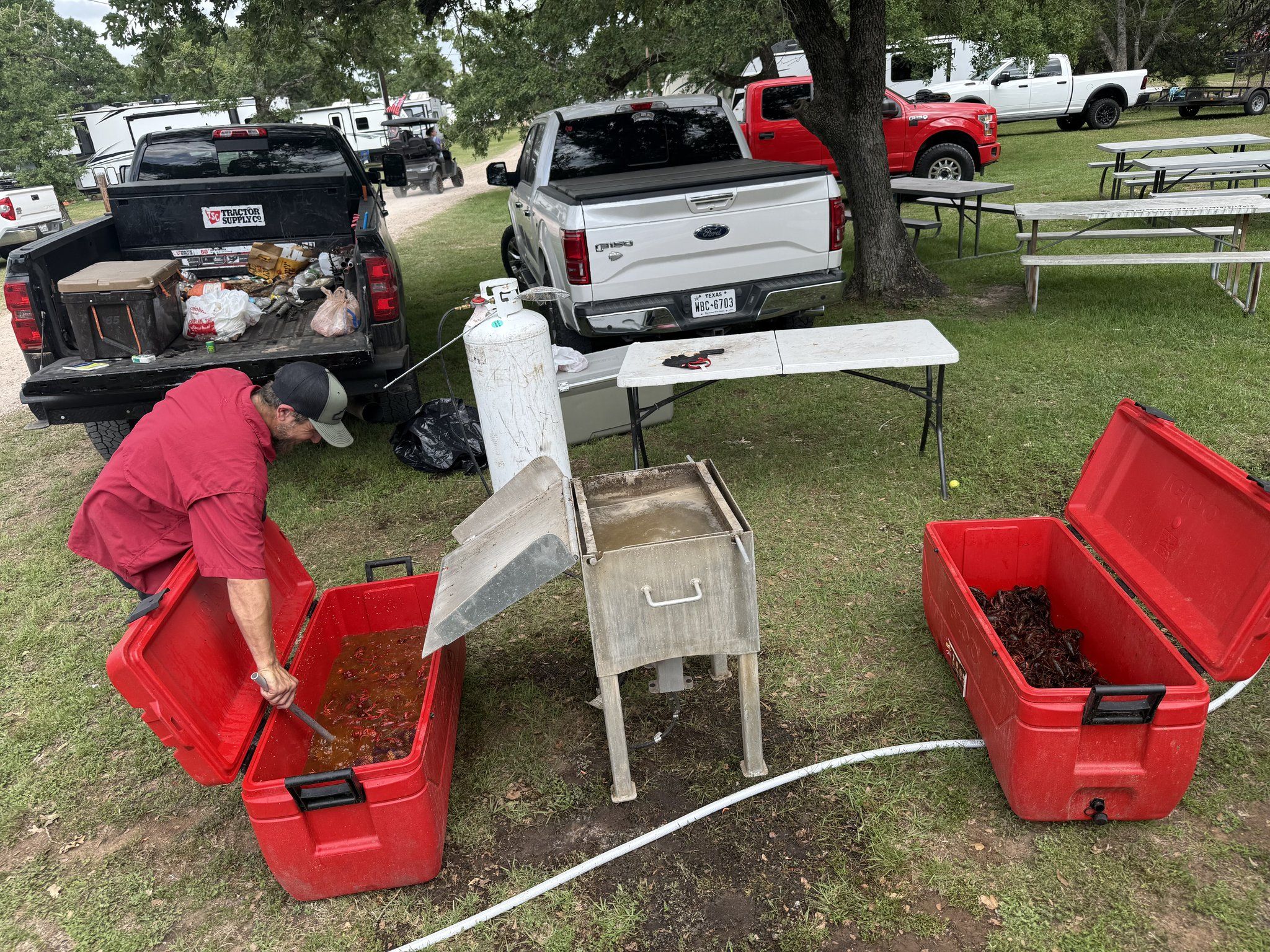 Two large red coolers of boiled crawfish on folding tables on the grass, with pickups and picnic tables behind.