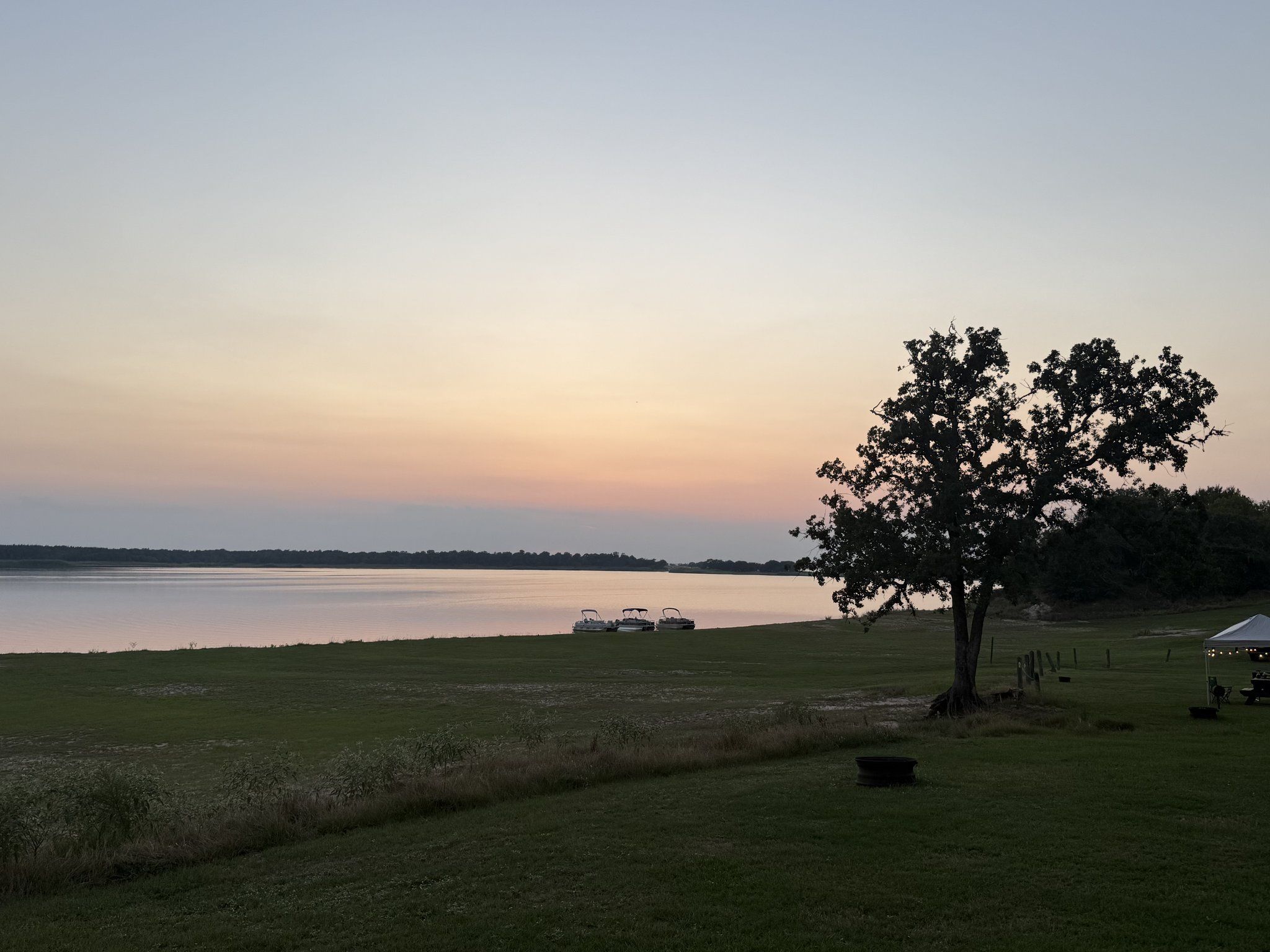 A lone oak silhouetted on the lakefront lawn against a peach and lavender sunset over Lake Somerville
